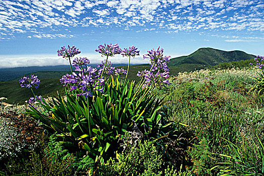 百子莲,植物,莫塞尔湾,南方,南非