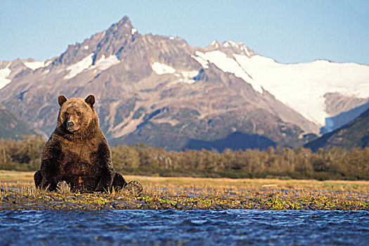 棕熊,大灰熊,伸展,身体,河床,卡特麦国家公园,阿拉斯加半岛