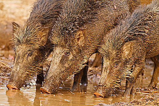 野猪,饮用水,水坑,虎,自然保护区,印度