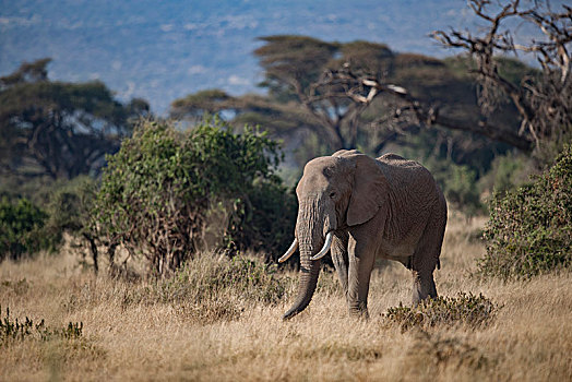 非洲大象102