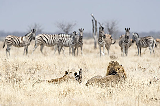 非洲狮,大型猫科动物,成年,雄性,雌性,看,牧群,斑马,埃托沙国家公园,纳米比亚,非洲