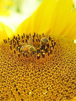 太阳花芯辛勤采蜜的小蜜蜂