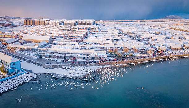 航拍山东威海俚岛镇烟墩角拍摄的冬天雪地天鹅风景