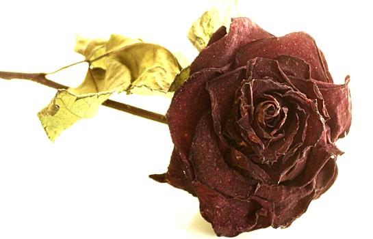 枯萎玫瑰图片