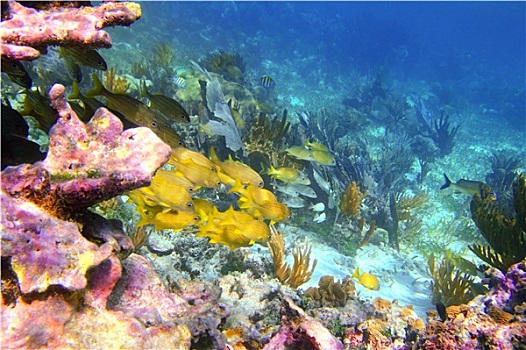 珊瑚,加勒比,礁石,马雅里维拉,咕噜声,鱼