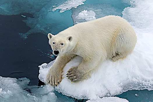 北极熊,坐,浮冰,斯匹次卑尔根岛,挪威,欧洲