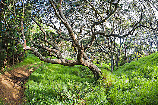 树,刺槐,州立公园,马那岛,道路,夏威夷,美国