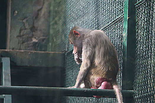 动物园孤独的猴子