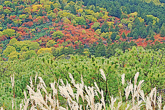 山,秋叶,北海道