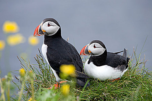 角嘴海雀,北极,冰岛,欧洲