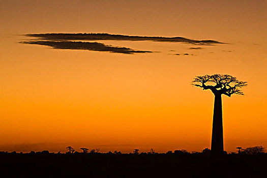 猴面包树,剪影,黄昏,穆龙达瓦,马达加斯加