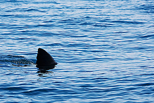 大白鲨,沙鲨属,游泳,表面,海豹岛,福尔斯湾,南非