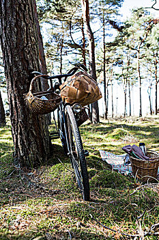 自行车,觅食,篮子,树林