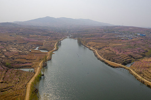 山东蒙阴乡村桃花