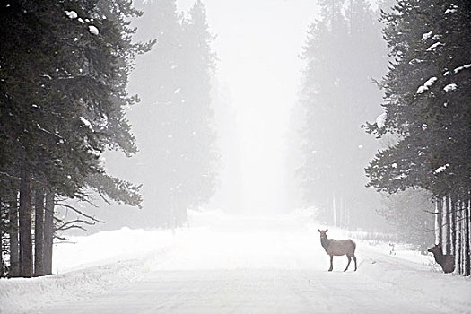 母牛,麋鹿,弓形谷,大路,冬天,班芙国家公园,艾伯塔省,加拿大