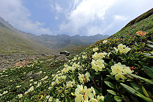 长白山高山杜鹃