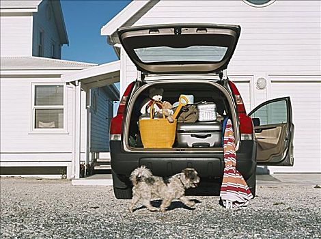 狗,汽车,满,行李