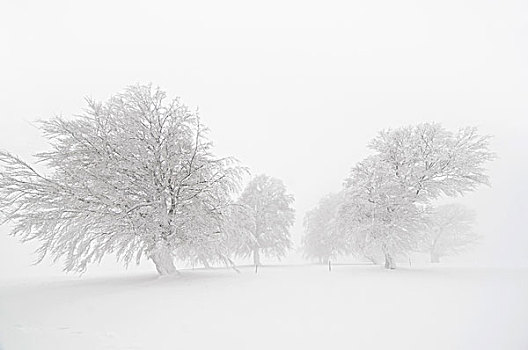 雪,遮盖,山毛榉,山,黑森林,巴登符腾堡,德国,欧洲