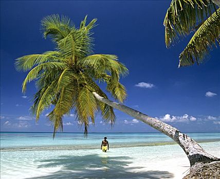 棕榈树,海滩,悬挂,上方,水,男青年,涉水,浅水,马尔代夫,印度洋