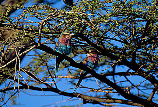 肯尼亚,紫胸佛法僧,栖息,树上