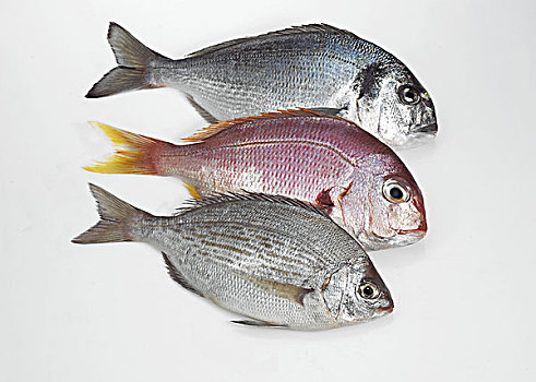 新鲜,鱼,红海,铜盆鱼,灰色,海鲷,金黄色