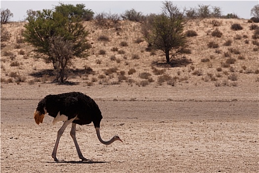 雄性,鸵鸟,鸵鸟属,骆驼,卡拉哈迪,南非