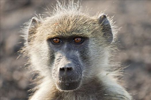 黄狒狒,肖像,乔贝国家公园,博茨瓦纳,非洲