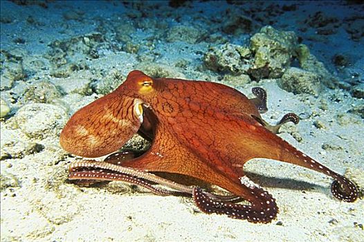 夏威夷,霞水母章鱼,海底