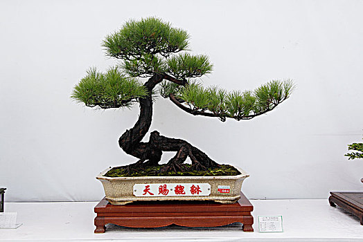 盆景,盆栽,展览作品,广东盆景协会30周年