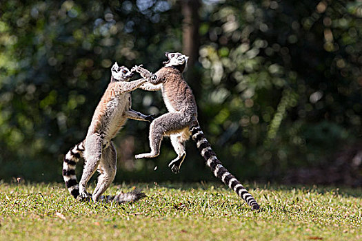 节尾狐猴,狐猴,一对,玩,马达加斯加
