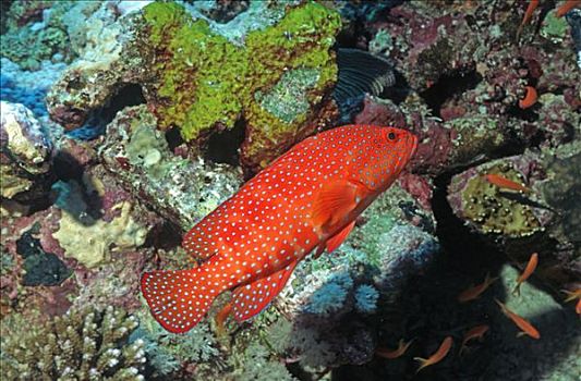 珊瑚,石斑鱼,青星九刺鮨,阿里环礁,马尔代夫,印度洋