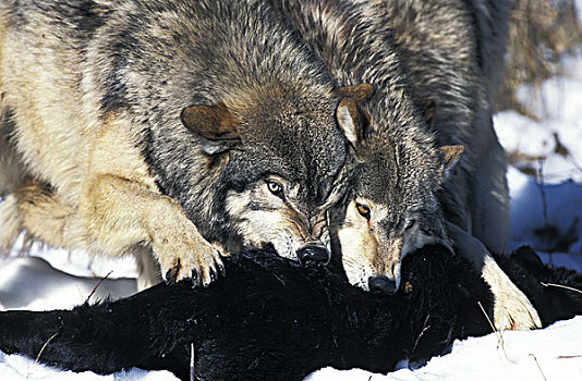 北美,灰狼,狼,成年,杀,加拿大