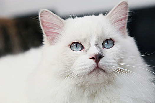 白色,猫,肖像
