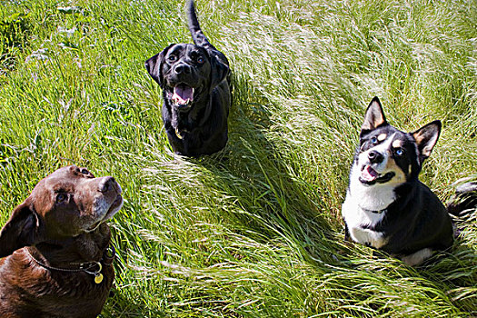 三个,狗,高草,诺森伯兰郡,英格兰