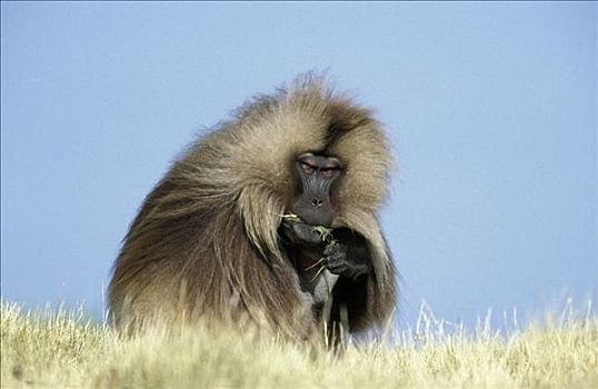 狮尾狒,喂食,塞米恩国家公园,山,国家公园,埃塞俄比亚