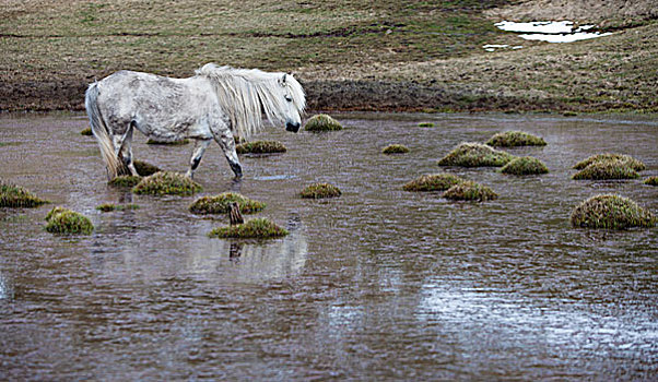 马,走,湿地,地点