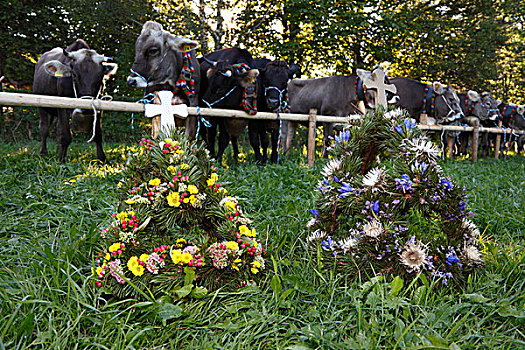 花,头饰,母牛,仪式,驾驶,牛,物主,地区,区域,斯瓦比亚,巴伐利亚,德国,欧洲