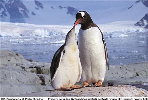 帝企鹅,海鸟,雏鸟,小动物,南极,动物