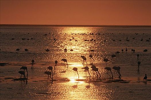大红鹳,火烈鸟,成群,进食,水中,日落,湾,泻湖,纳米比亚