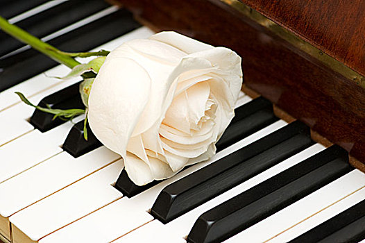 浪漫,概念,白色蔷薇,钢琴,按键