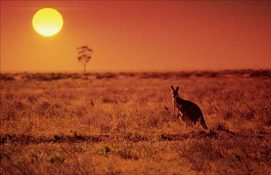 袋鼠,站立,朴素,日落,澳大利亚