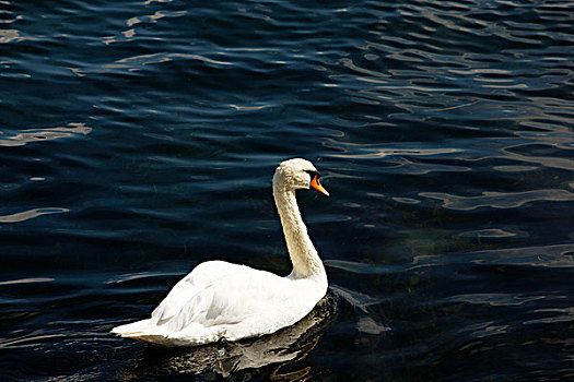 swan,on,water,白天鹅