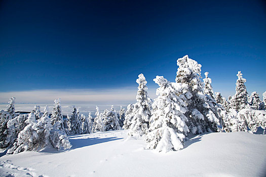积雪,松树,山