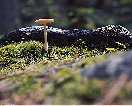 蘑菇,苔藓,树林