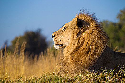 侧面,头像,非洲狮,狮子,卧,草丛,远眺,奥卡万戈三角洲,博茨瓦纳,非洲