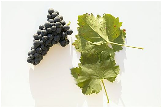 酿红酒用葡萄,品种