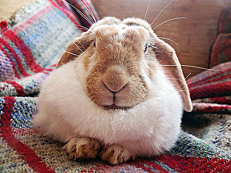 头像,宠物,兔子,躺着,沙发,地毯