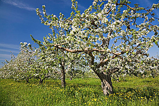 苹果树,果园,春天,魁北克,加拿大