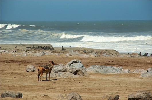 海岸