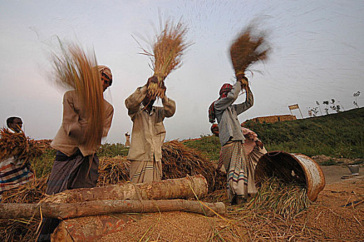 工人,稻田,达卡,孟加拉,四月,2005年